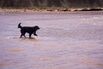 1503931496_dog robert alexander getty