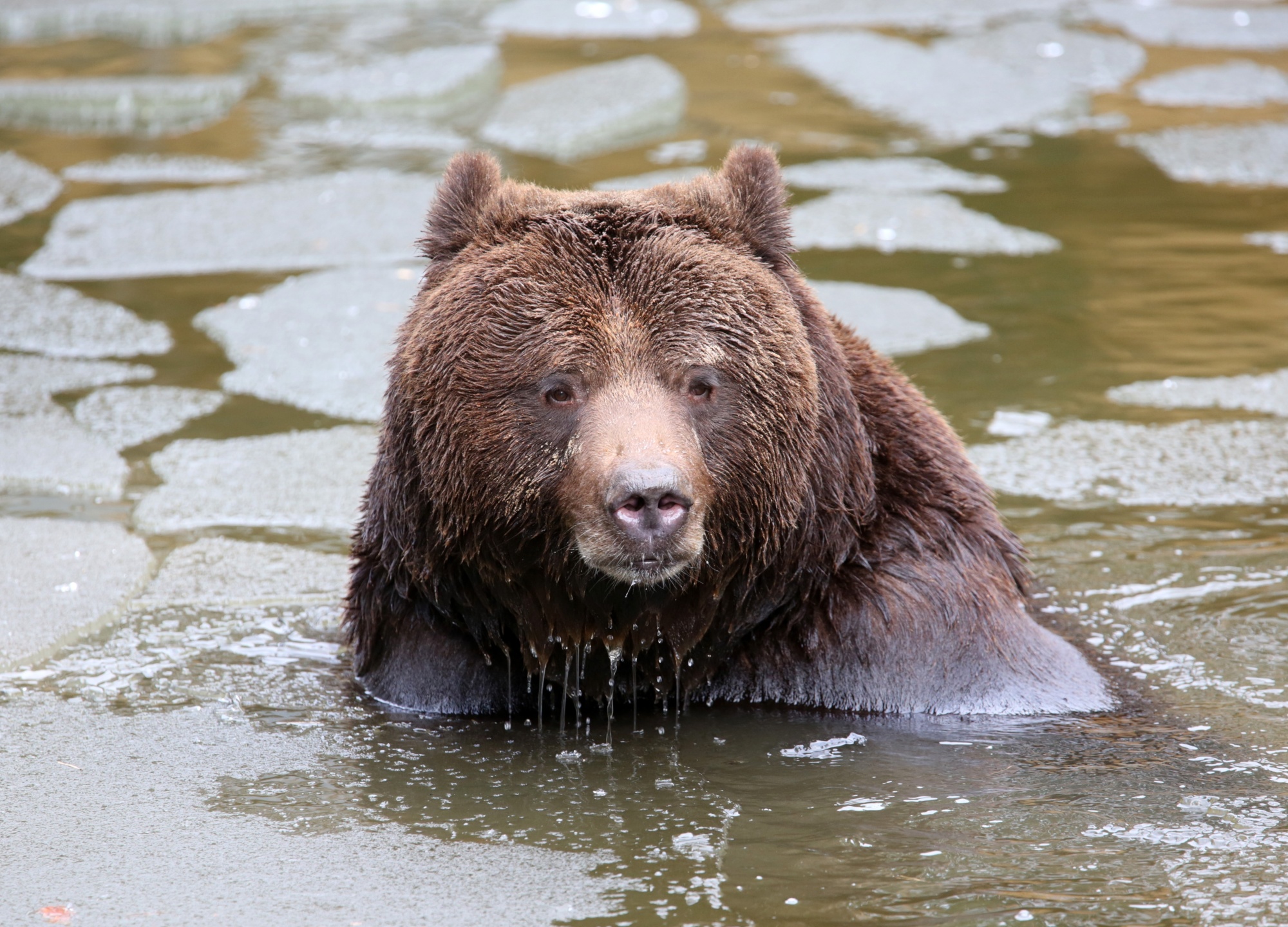 Chain Bear on X: Dunno. Been thinking about things since the