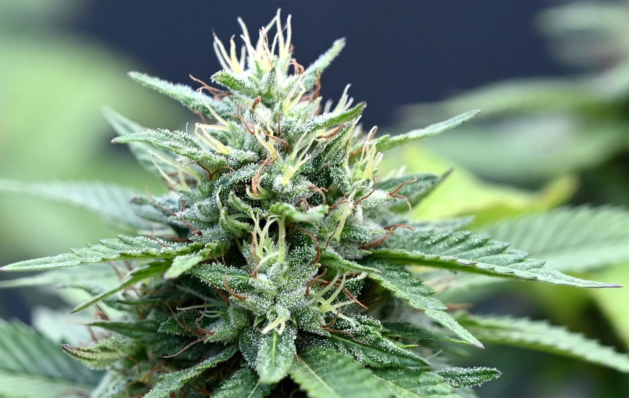 JAMAICA-HORTICULTURE-ORGANIC-PLANTS-CANNABIS-DRUGS