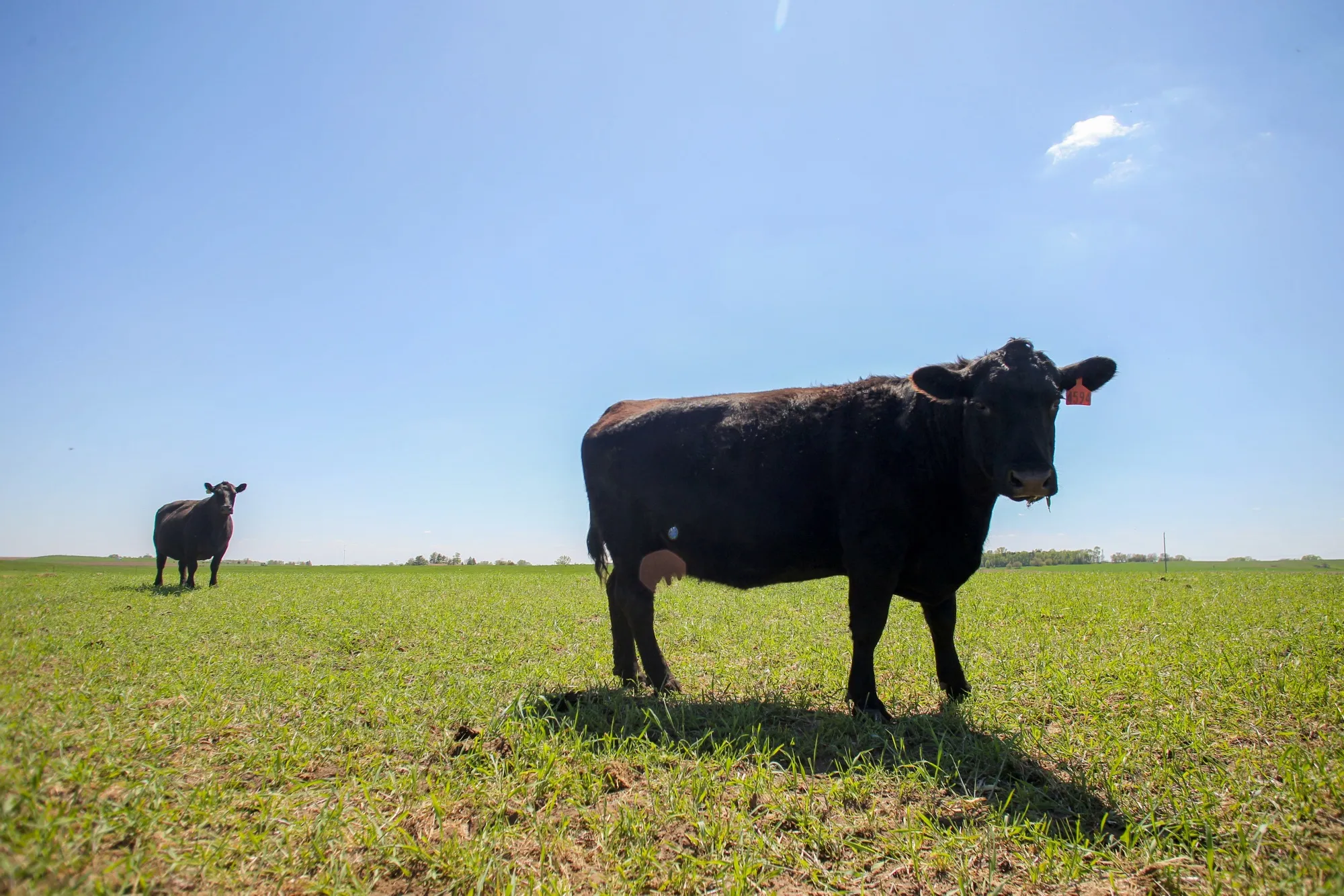 Angus cattle in Tiffin, Iowa, on May 6.