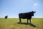 Angus cattle at Double G Angus Farm in Tiffin, Iowa, US, on Tuesday, May 6, 2025. For the year, beef production is 2.1% below last year’s level at the same time, according to a USDA report released in April.