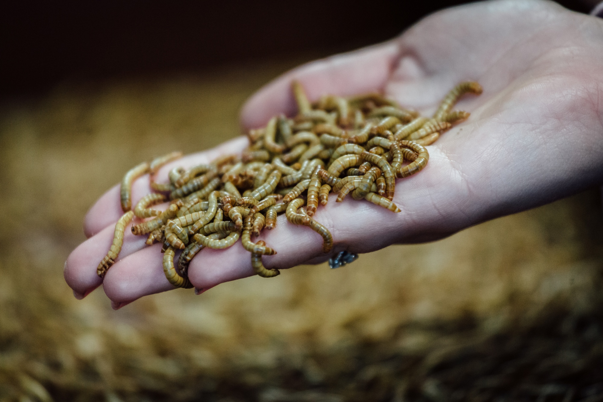 An employee holds mealworms inside the Ynsect insect farm in Dole, France.