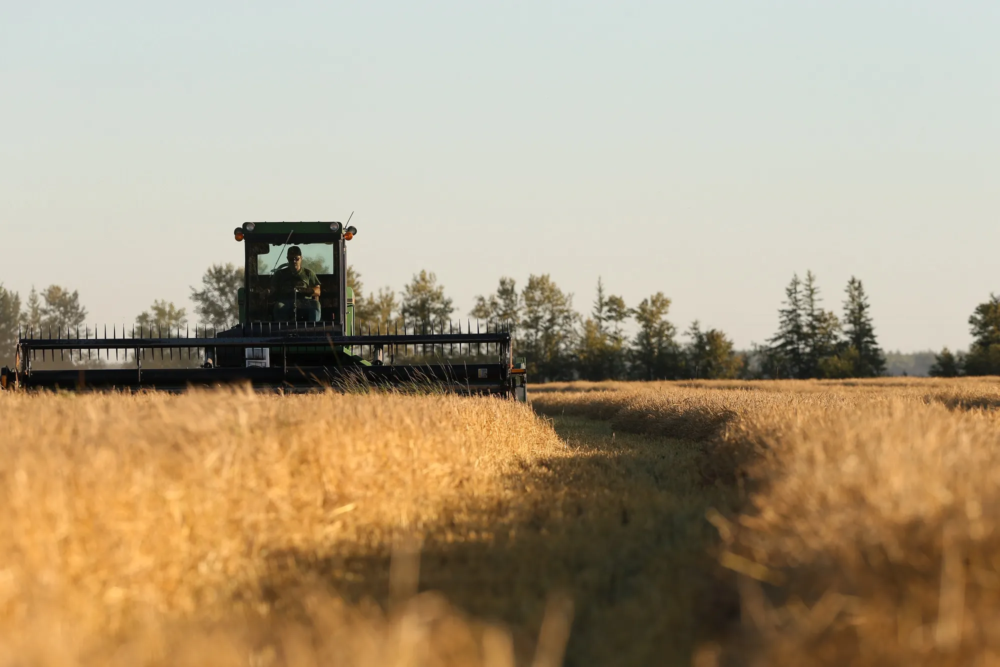Barley Swathing As Drought And Rain Reshape Global Grain Trade Routes