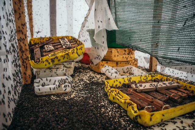 A Black Soldier Fly breeding tent at a farm in Mukuru.