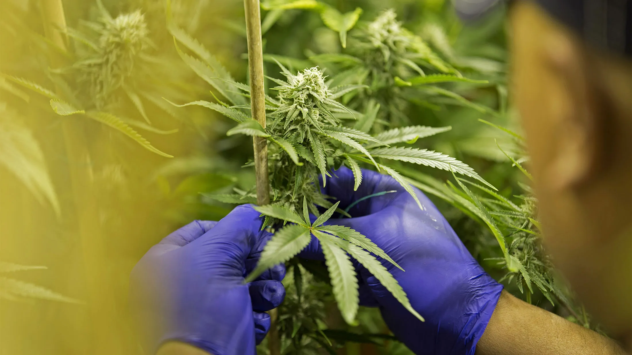 After Bitcoin Craze, Swedish Investors Succumb to Reefer Madness - Bloomberg