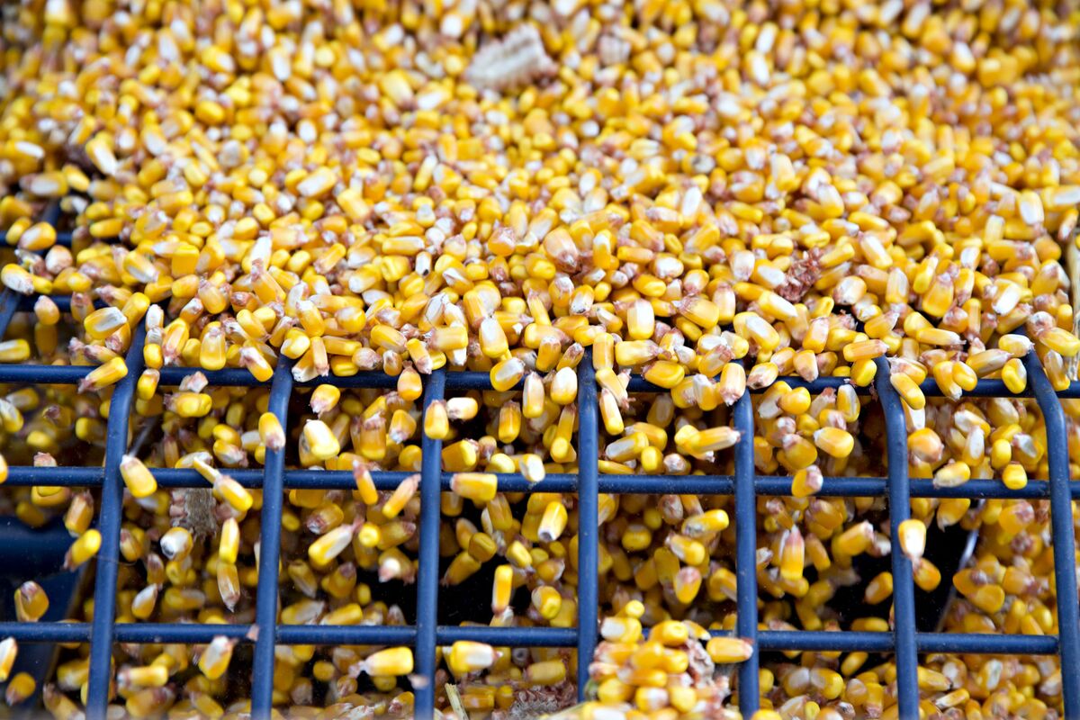 Chinese Buyers Cancel Corn Shipments as Beijing Supports Farmers ...