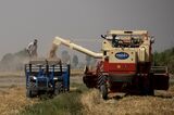 Wheat Harvesting in India