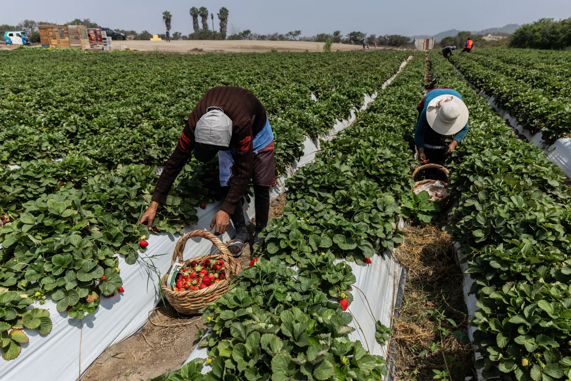 Workers harvest a strawberry crop at a farm in Huacho, Peru.