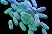 A 3D model of carbapenem-resistant Enterobacteriaceae.