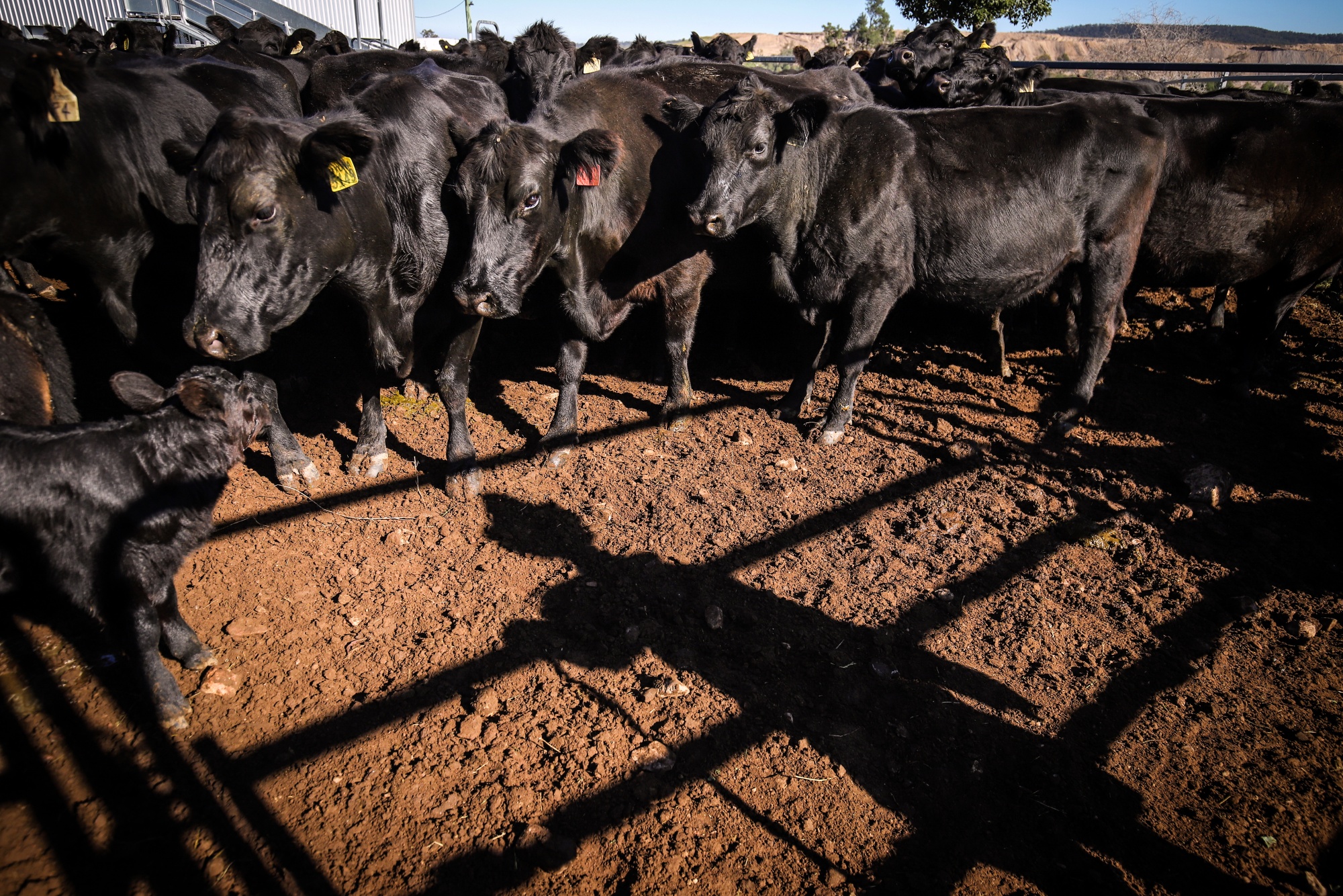 Cattle at a farm in Gunnedah, New South Wales, Australia.