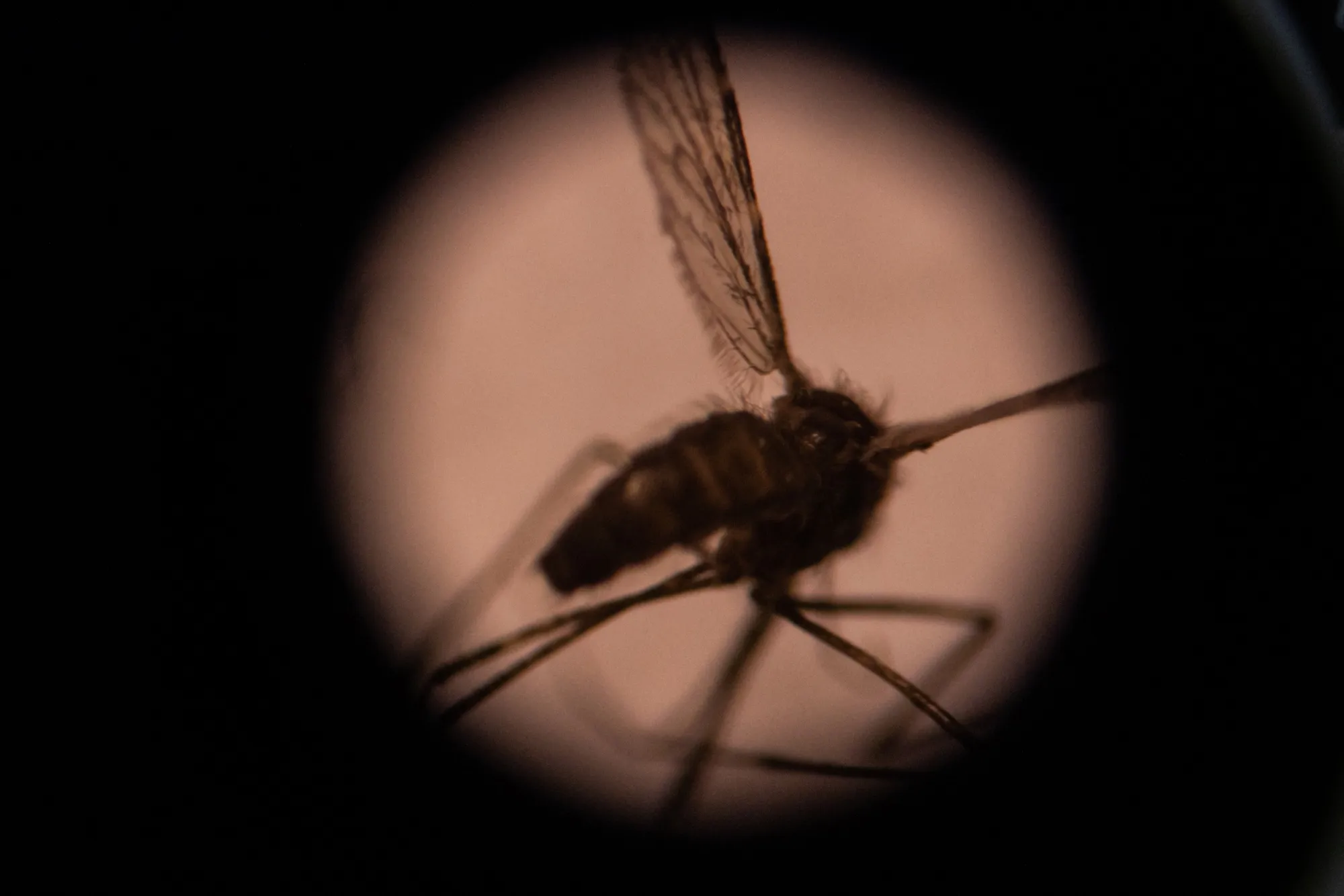 A mosquito seen through a microscope in the entomology laboratory at the National Center for research and training on malaria&nbsp;in Burkina Faso.
