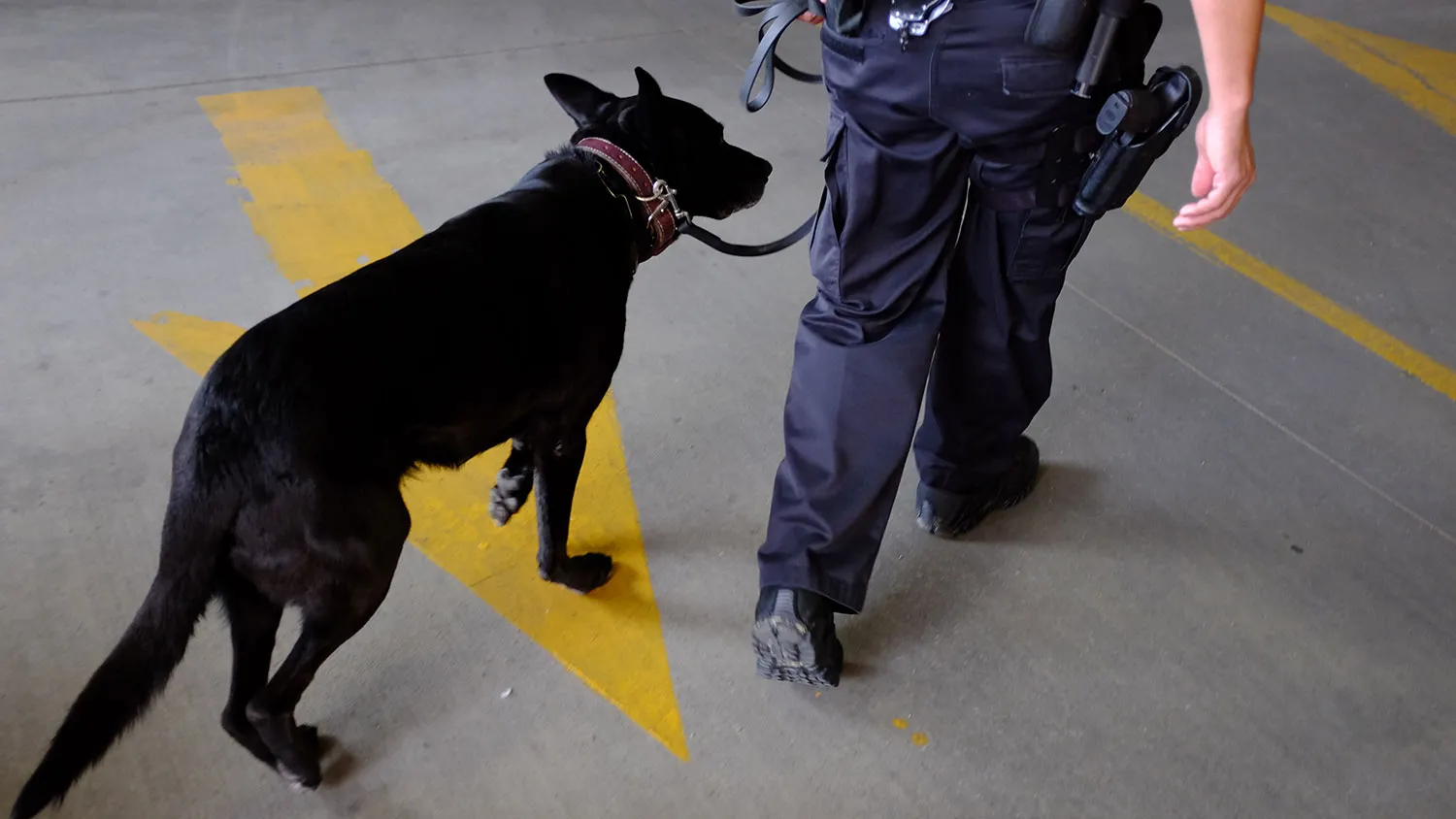 Colorado Springs Police Officer Andrew Genta and his dog Vader, a Belgian Malinois, demonstrate a narcotic search on a vehicle in Colorado Springs, Colorado, U.S., on Monday, Aug. 12, 2013.
