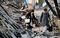 MASHIKI, JAPAN - APRIL 15: (CHINA OUT, SOUTH KOREA OUT) Local residensts walk near debris of the collapsed houses after the magnitude 6.4 earthquake jolted on April 15, 2016 in Kumamoto, Japan. At least 9 people were killed and more than 700 people injured by the Japanese seismic scale of 7 earthquake. The Japan Meteorological Agency says there is no tsunami threat by the earthquake. (Photo by The Asahi Shimbun via Getty Images)