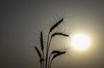 Wheat Harvest In Pakistan
