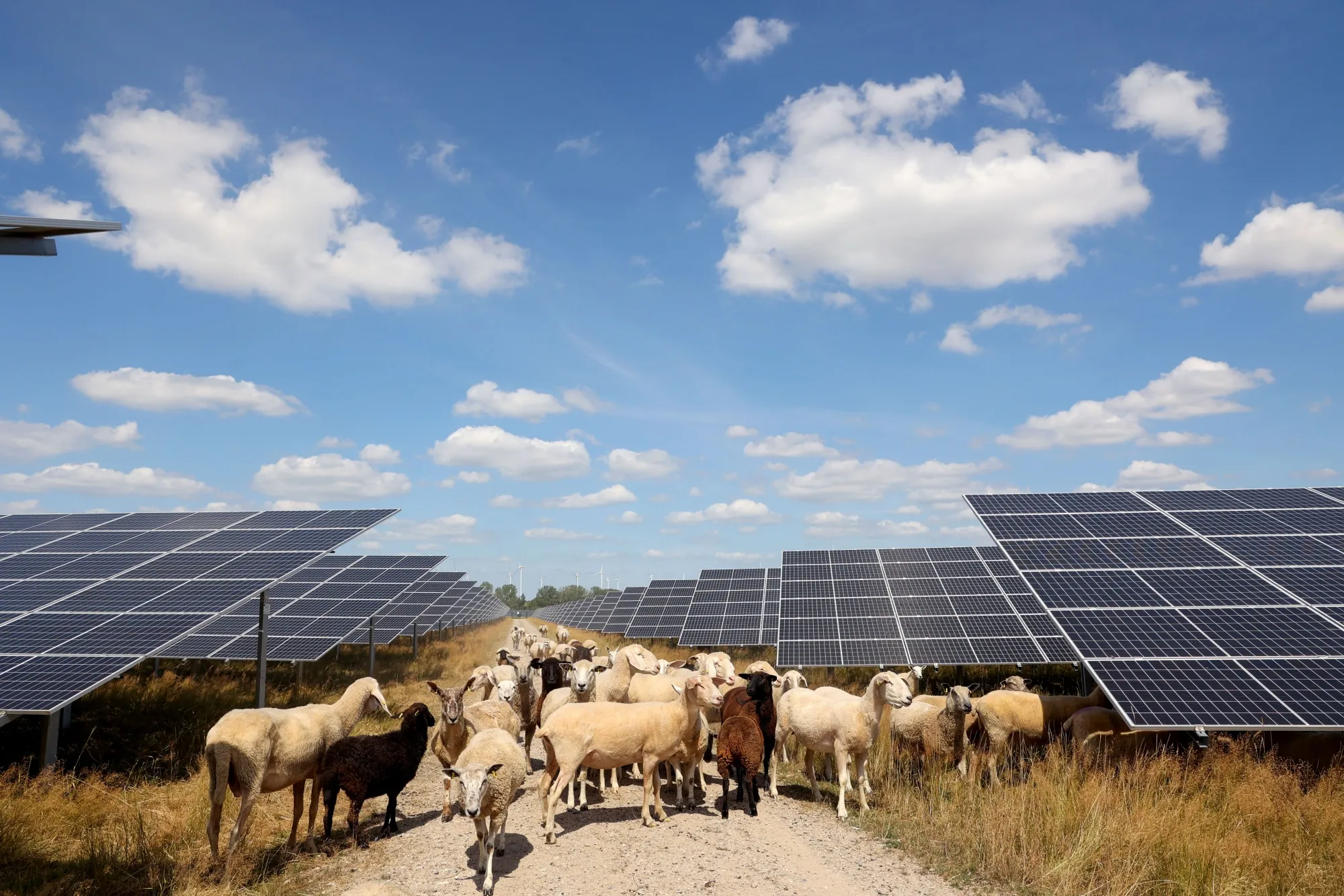 Sheep graze in a field solar panels at the Weesow-Willmersdorf solar park in Werneuchen, Germany.