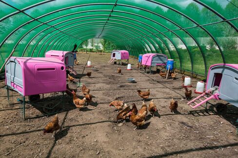 Rhode Island Red chickens at The Clink gardens at HMP Send.