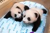 Baby Panda Frenzy Is Hong Kong’s Big Bet to Get Tourists Back