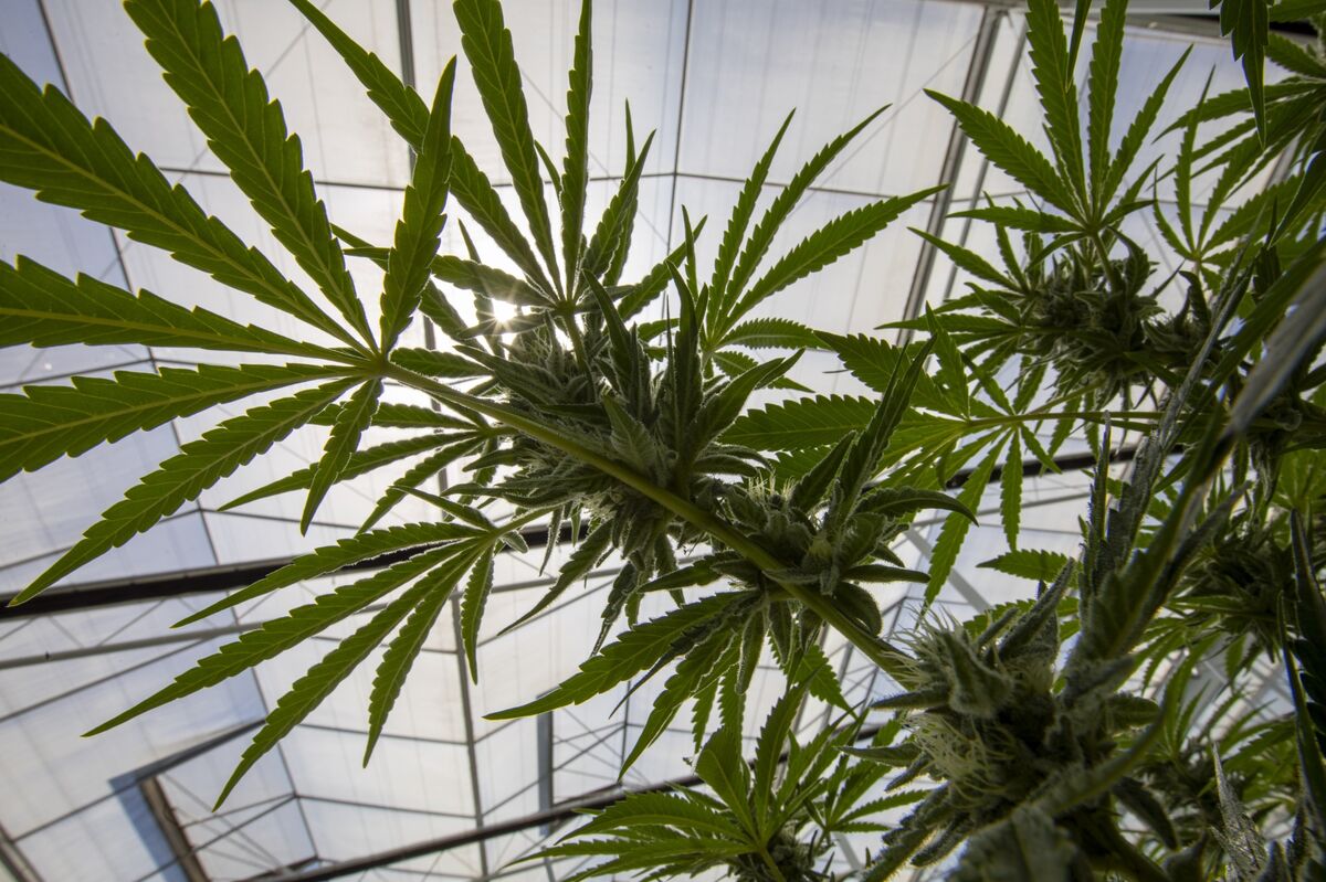 assets.bwbx.io image