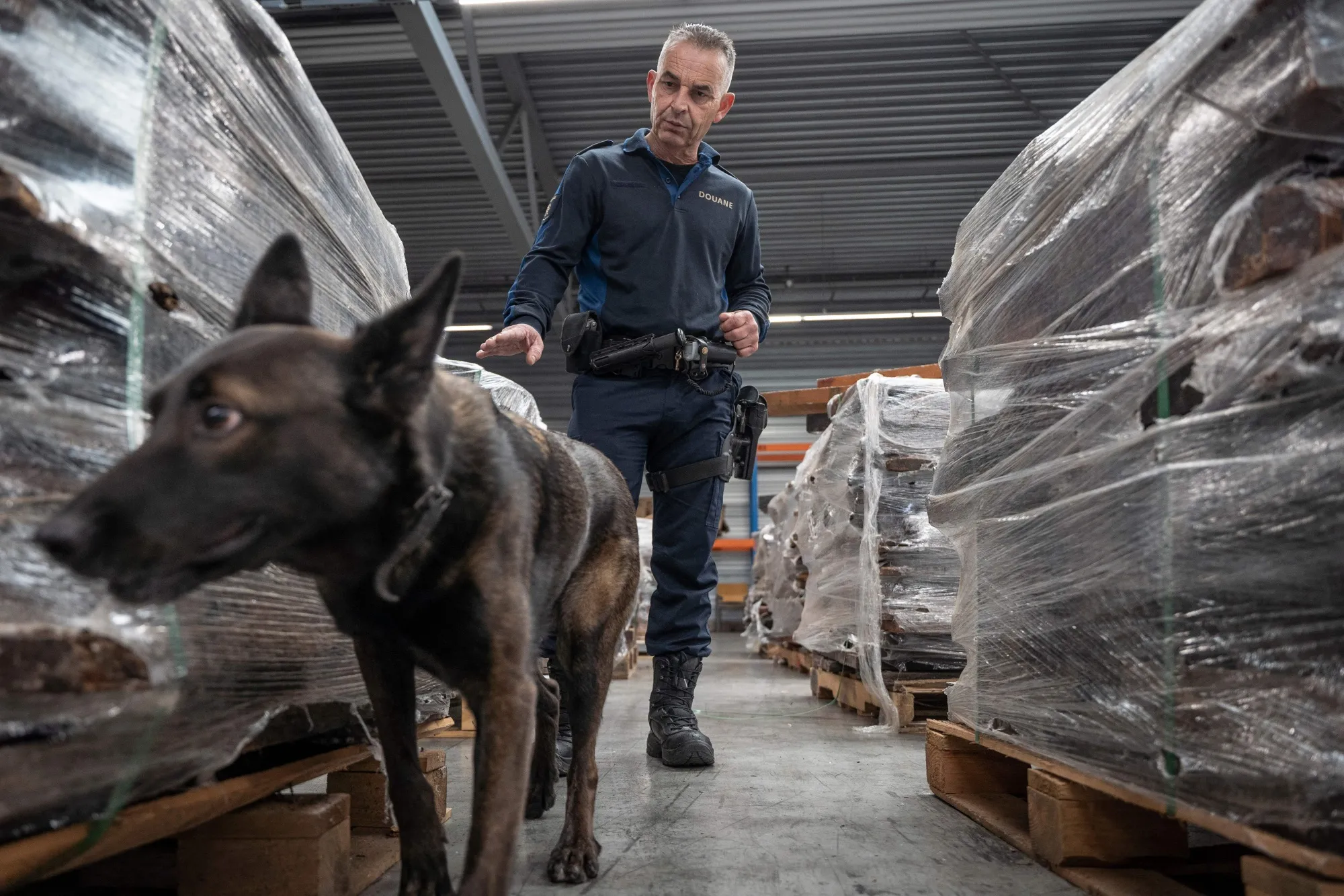 A sniffer dog to checks merchandise,&nbsp;in Rotterdams harbour.