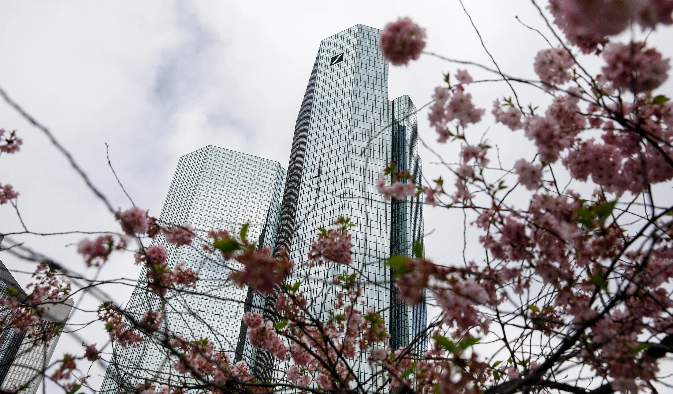 Tree blossoms in front of the&nbsp;headquarters of Deutsche Bank in Frankfurt.