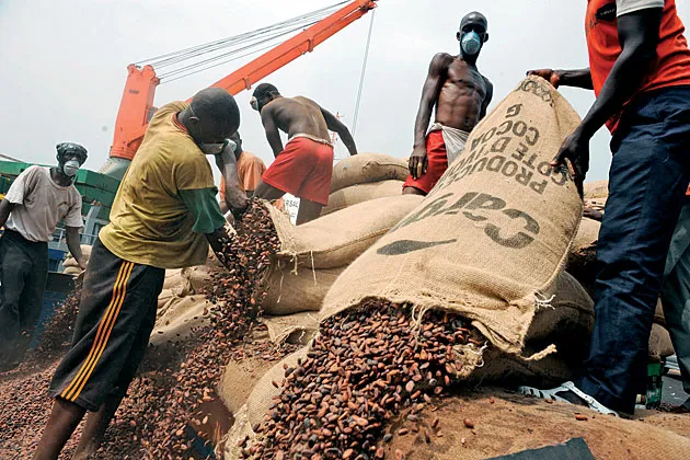 Ivorian workers empty bags of cocoa beans set for export