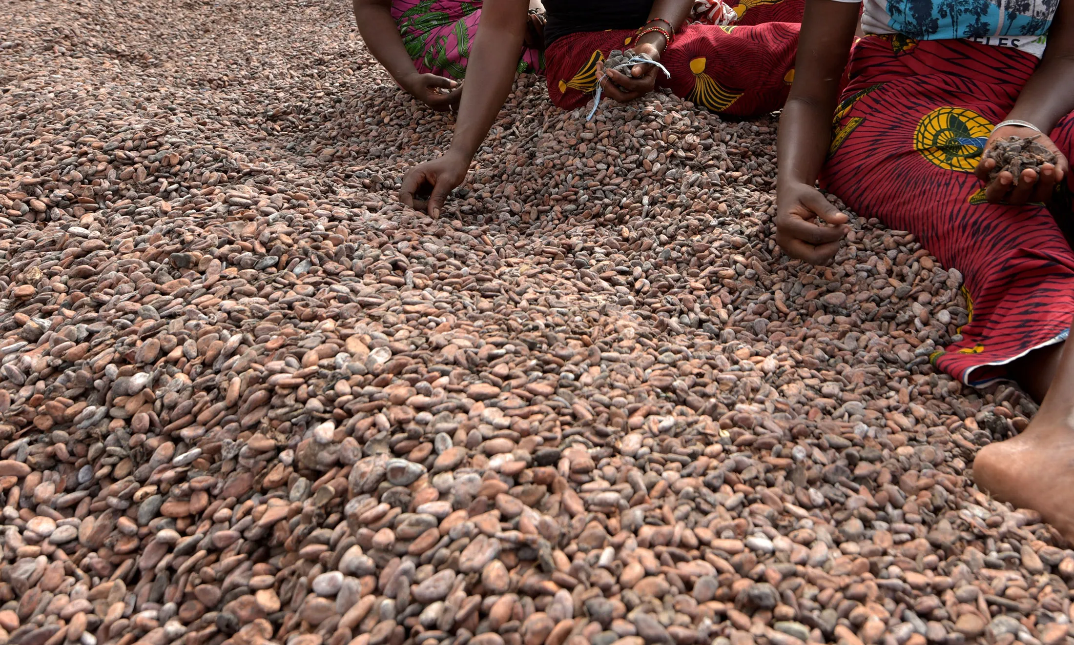 ICOAST-GHANA-ECONOMY-COCOA-AGRICULTURE-MARKET