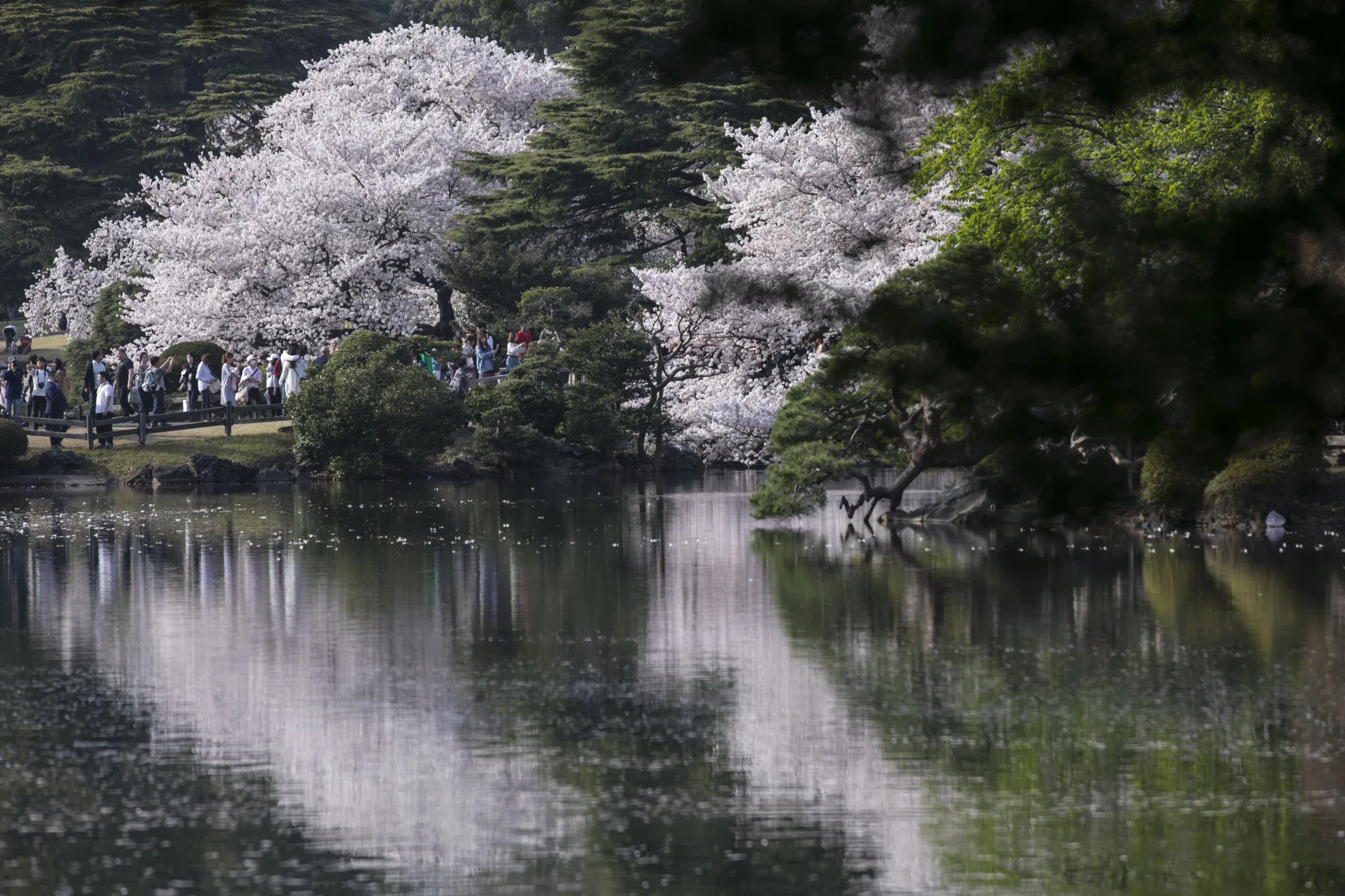 Cherry trees in bloom at Shinjuku Gyoen in Tokyo in 2018.