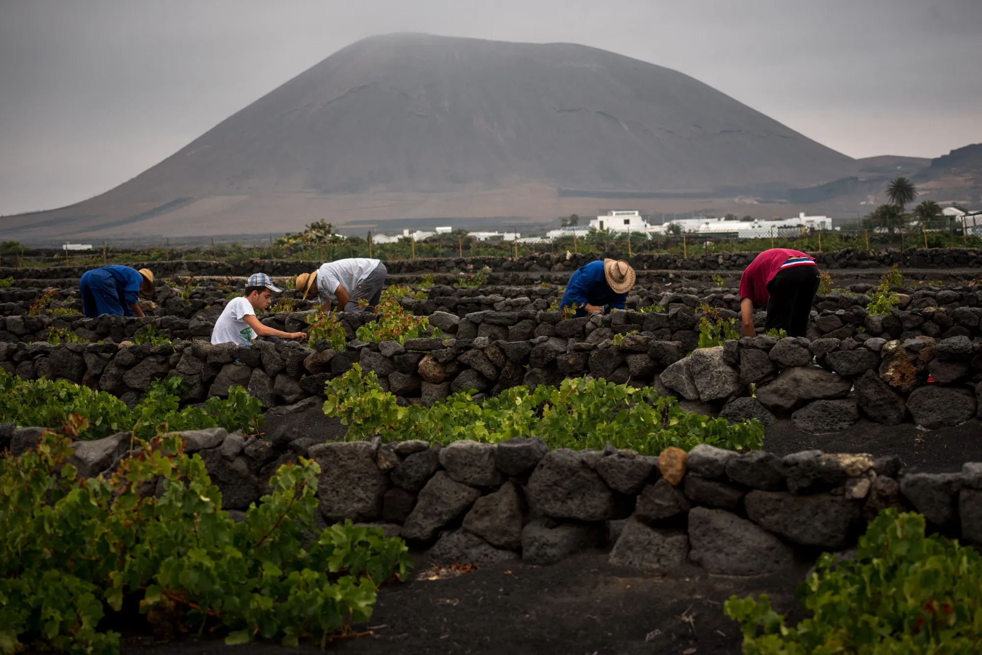 TOPSHOT-SPAIN-HARVEST-WINE