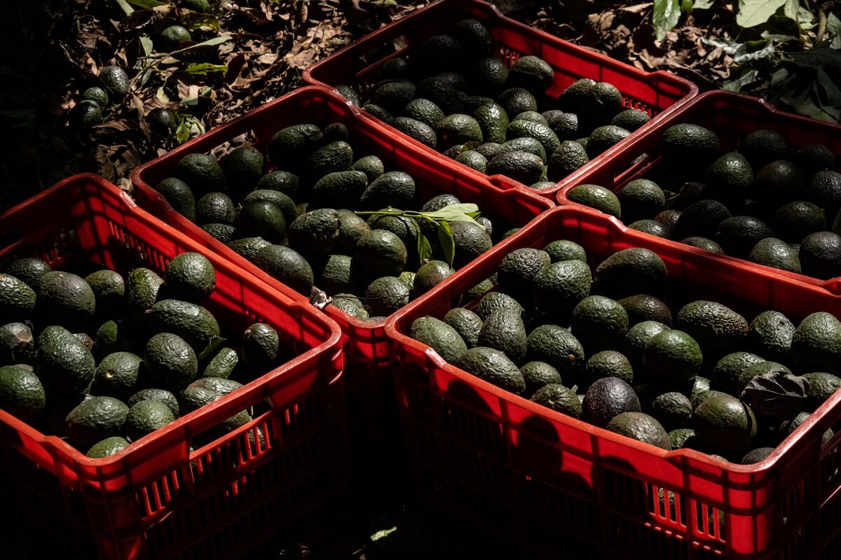 US Suspends Mexico Avocado Shipments Due to Inspector Incident - Bloomberg