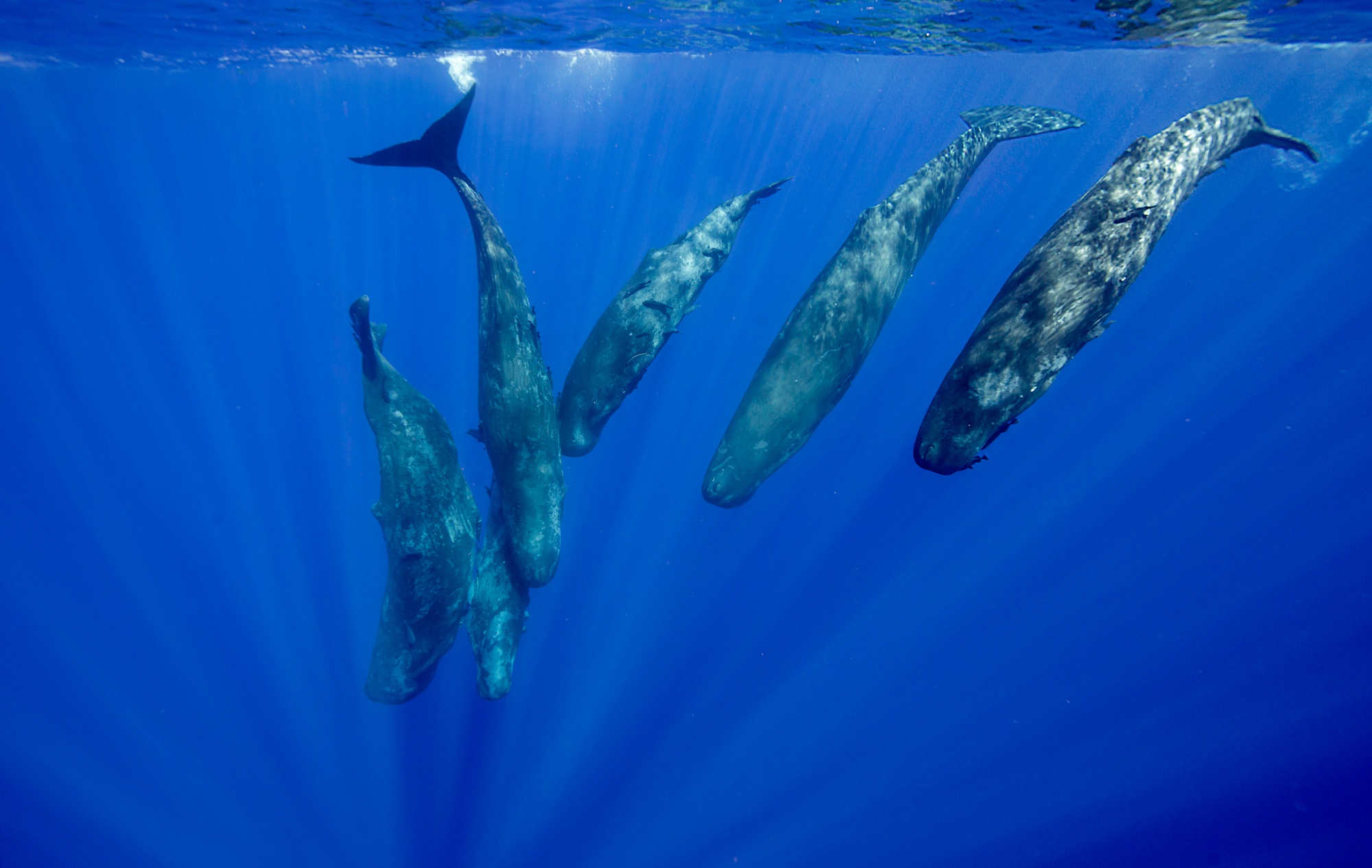 A pod of sperm whales.