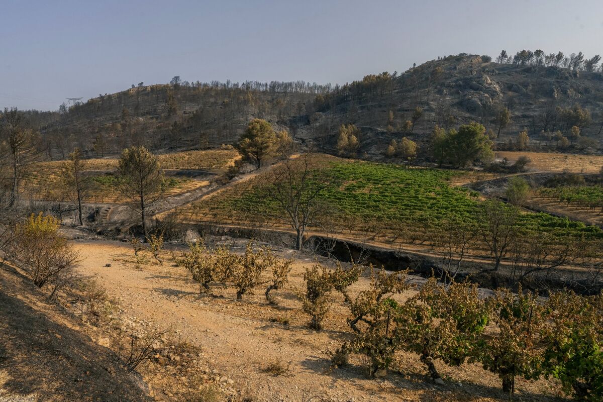 Destruction in French Vineyards
