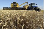 A combine harvests wheat near Balcarce, Argentina.