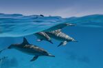Spinner dolphins between two worlds