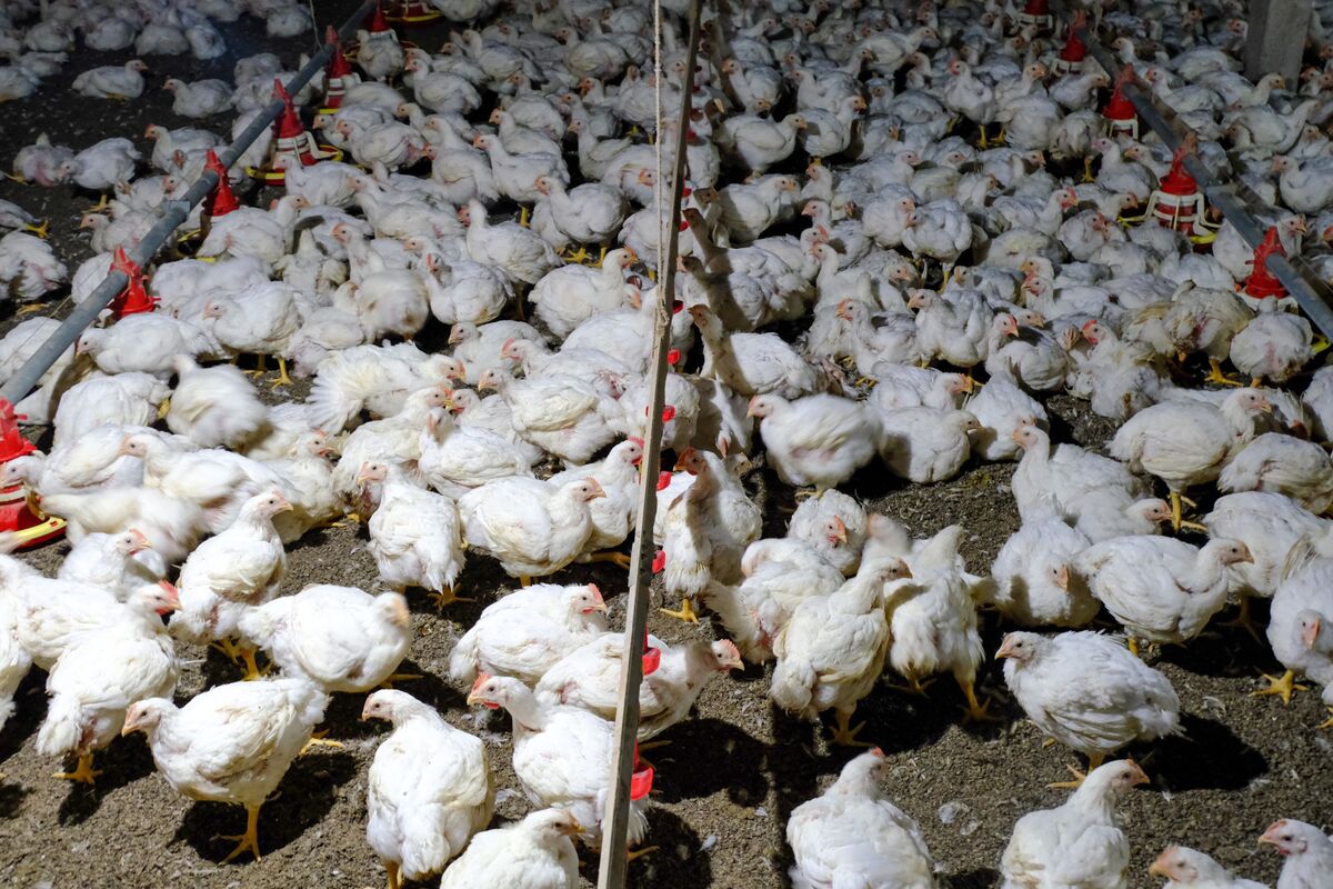 Malaysia To Allow Limited Chicken Exports As Local Supplies Ease 