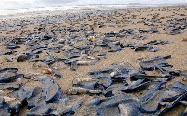 Velella velella, the same creatures now appearing in California, stranded on a beach in 2004.