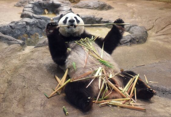 Restaurant Stock Leaps 29% on Report of Panda Pregnancy at Tokyo Zoo