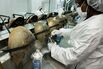 Horseshoe Crab