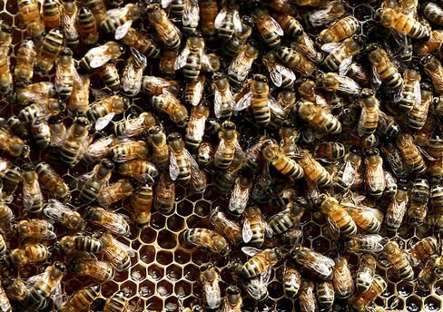 Bees Crawl over a Honeycomb Section