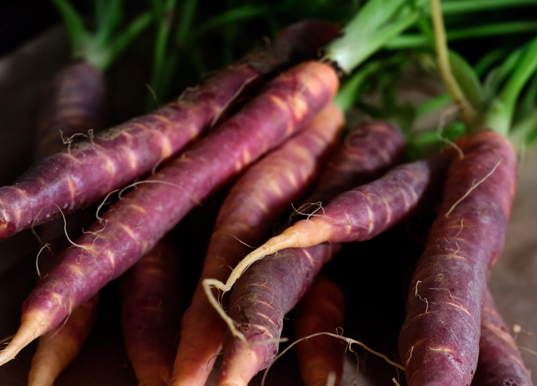 Bunch of fresh organic purple carrots from the farmer's market.  Very shallow DOF.