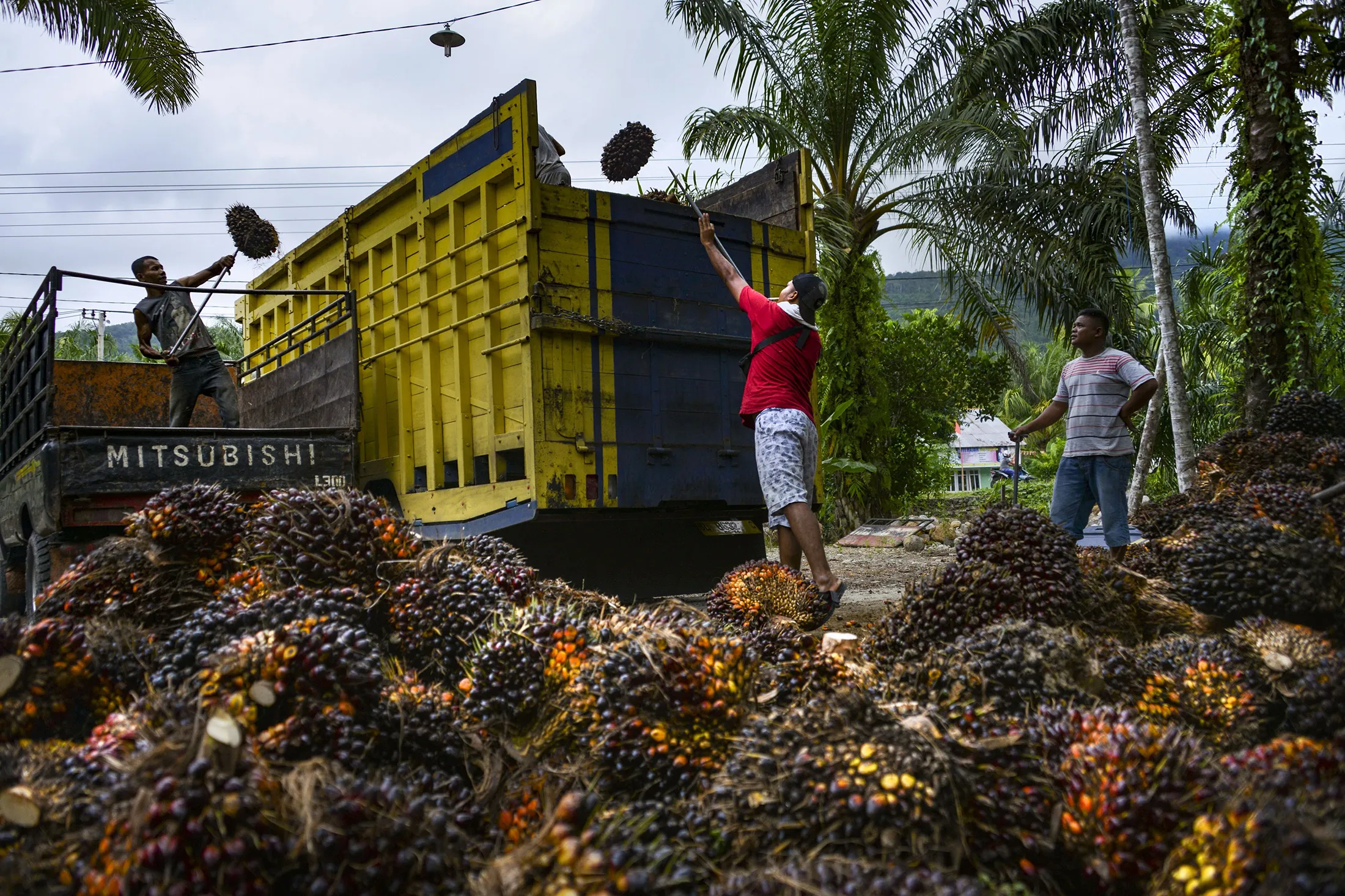 &nbsp;Workers load&nbsp;palm oil fruits at a plantation in the Nagan Raya district in Aceh province, Indonesia.&nbsp;