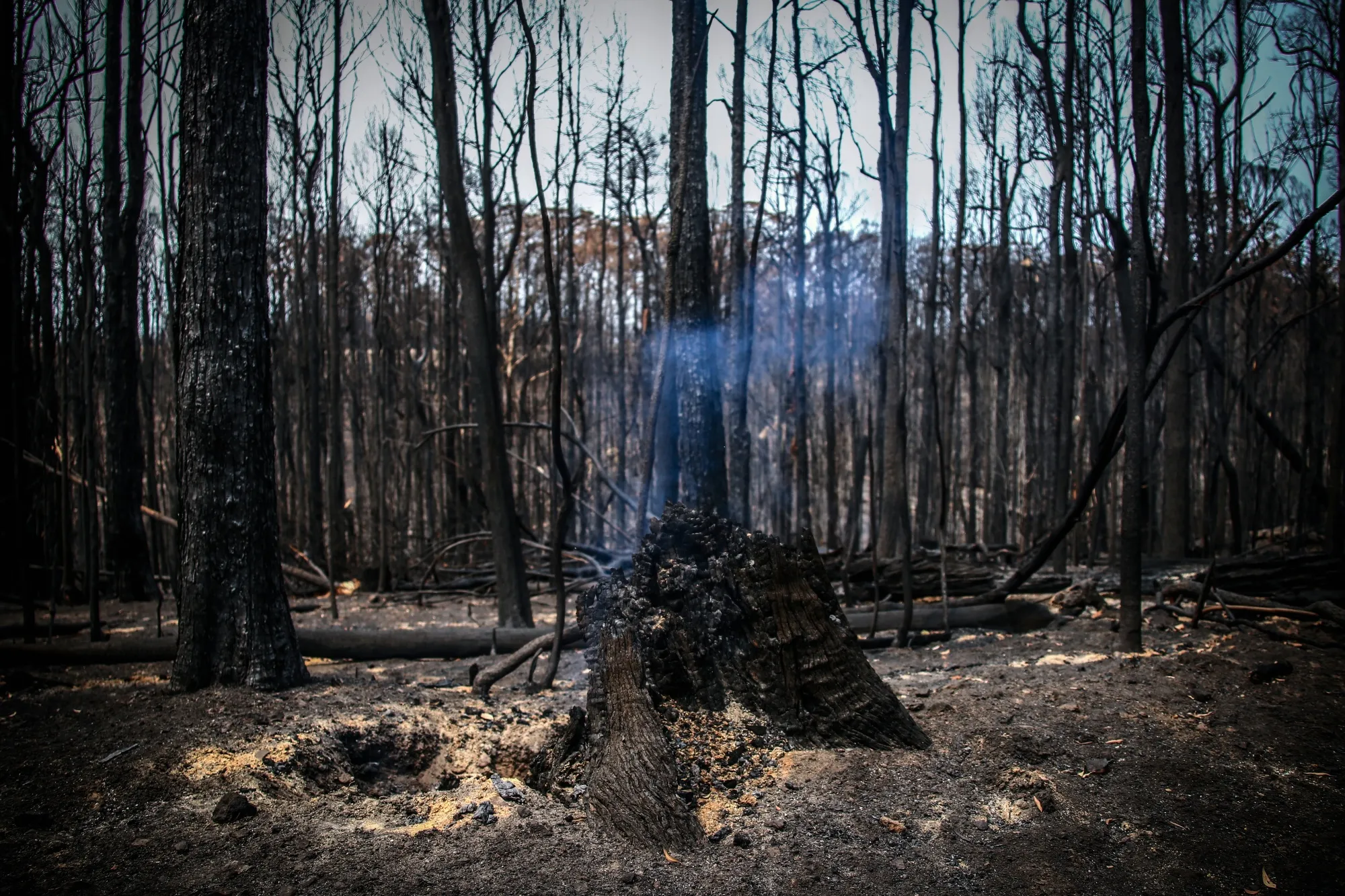 Bushland burned out by wildfires in&nbsp;New South Wales, Australia, in 2020.&nbsp;