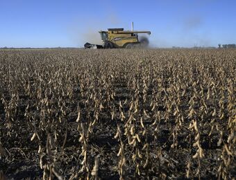 relates to Argentina’s Soybean Crushers Strike Just as Harvest Gathers Pace