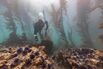 Sea Urchin Ranchers Try to Stop a Delicacy From Killing the Oceans