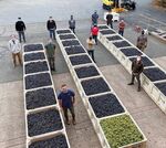 The team at Trefethen Family Vineyards in Napa gathers for a socially distant Harvest