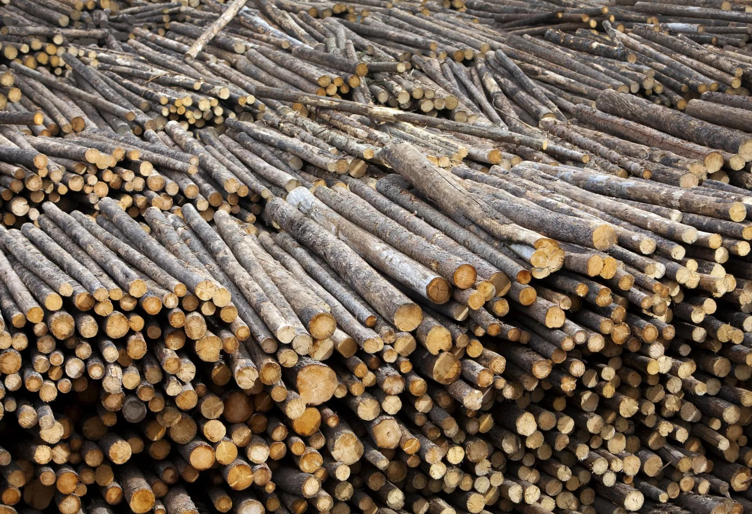 Trees stacked at a West Fraser sawmill.