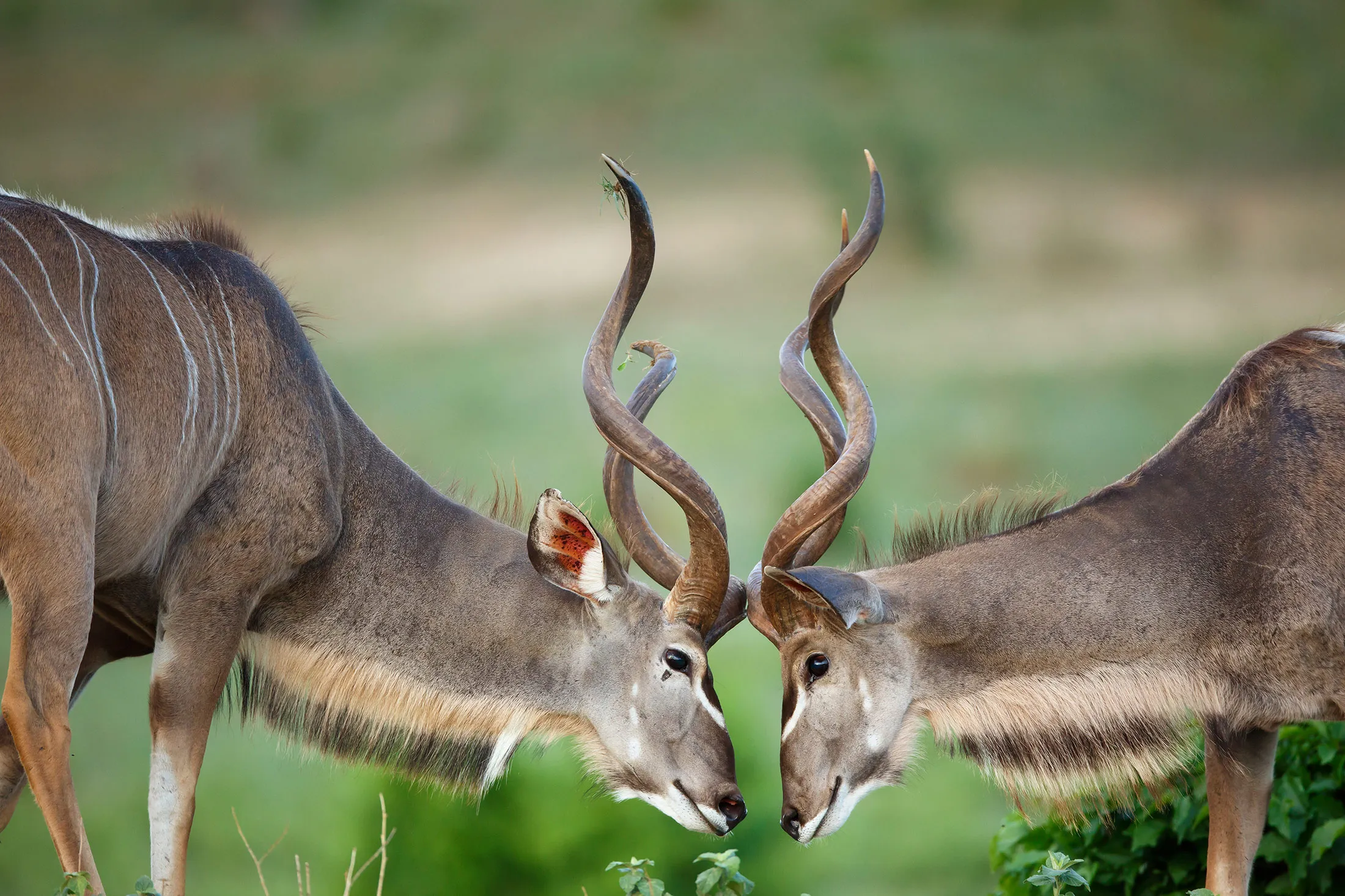 Greater Kudu in Botswana.
