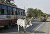 Modi's Drive to Protect India’s Sacred Cows Divides Voters