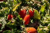 A Tomato Harvest As Supply Is Squeezed By Drought