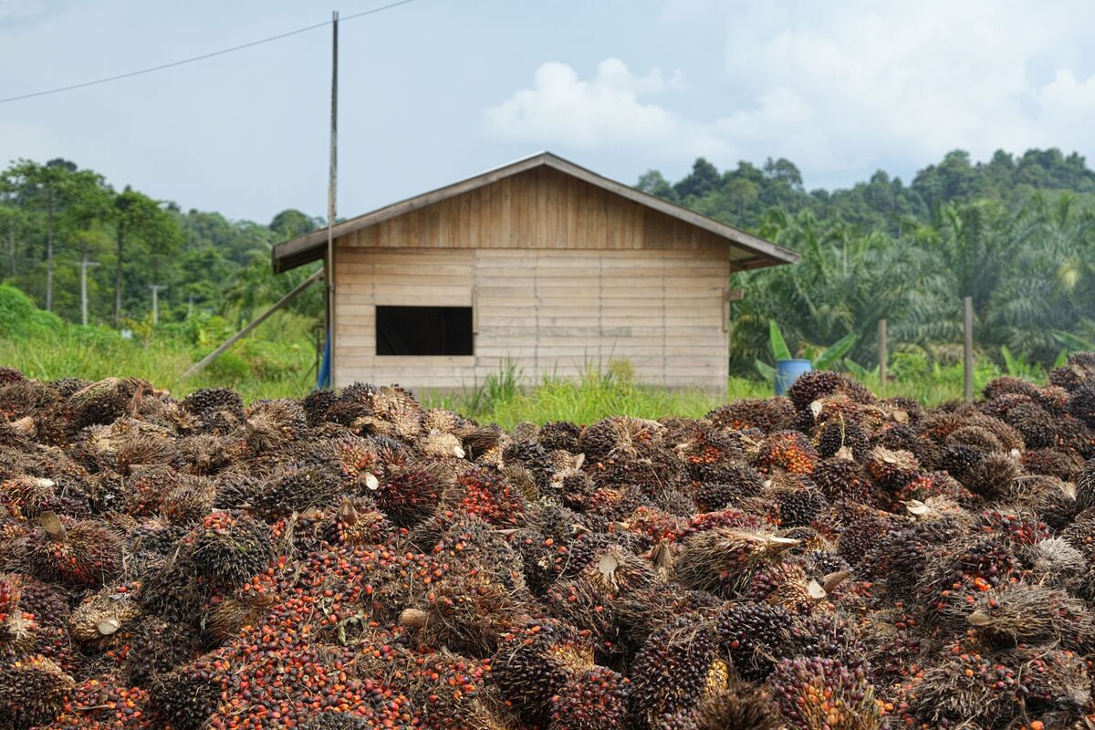 bloomberg.com - Kanupriya Kapoor - Palm Oil Climbs as Indonesian Forest Fires Puts Supply at Risk