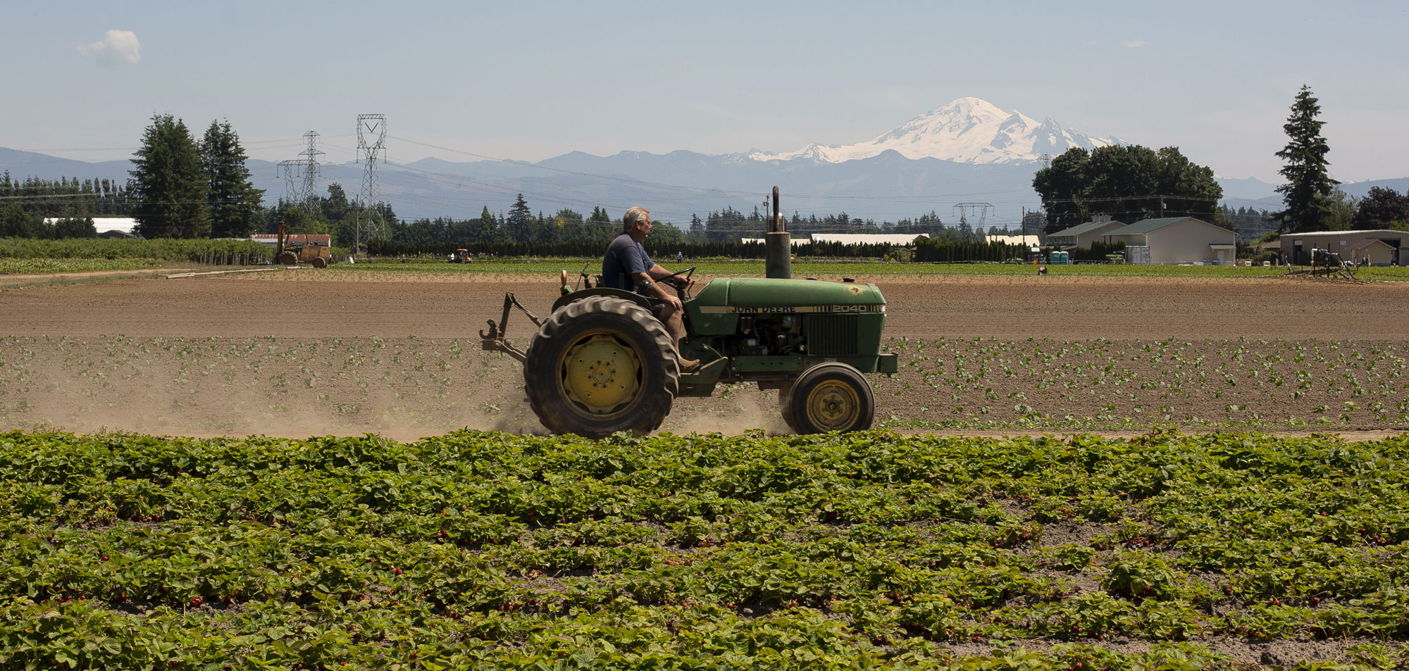 A Strawberry Harvest As Swift Senate Farm Bill Passage Hopes Hit Rubio Roadblock